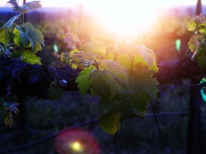 sunset in the vineyards